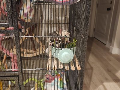 3 sugar gliders