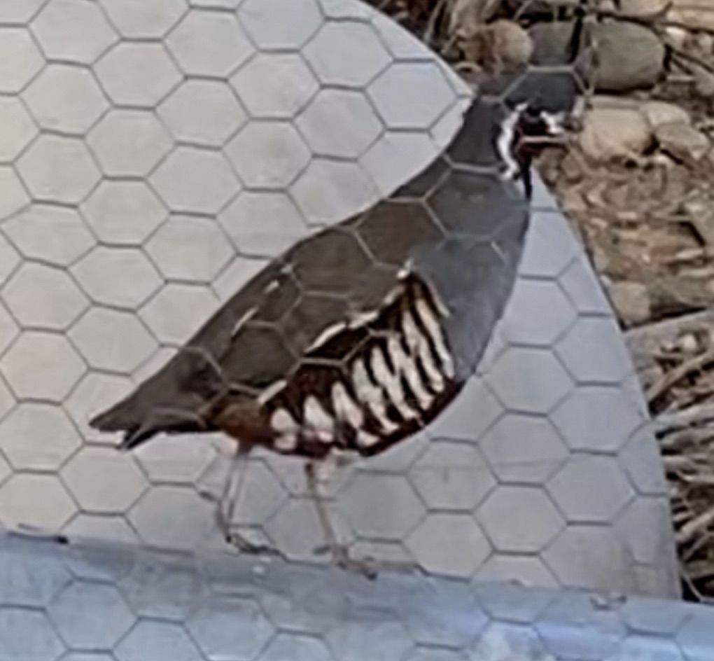 Fertile Mountain Quail Eggs Available