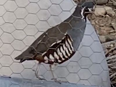 Fertile Mountain Quail Eggs Available