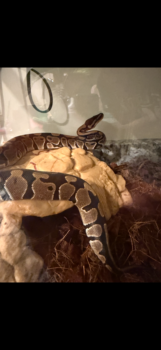 Female juvenile ball python