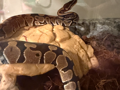Female juvenile ball python