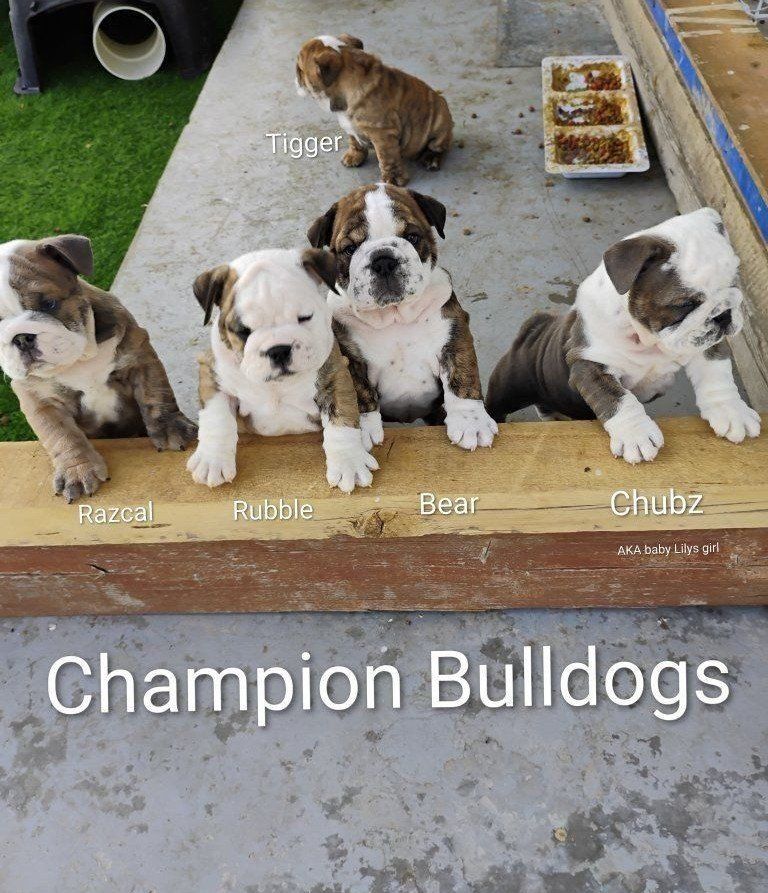 Akc Champion English Bulldog Puppies
