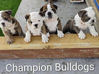 Akc Champion English Bulldog Puppies