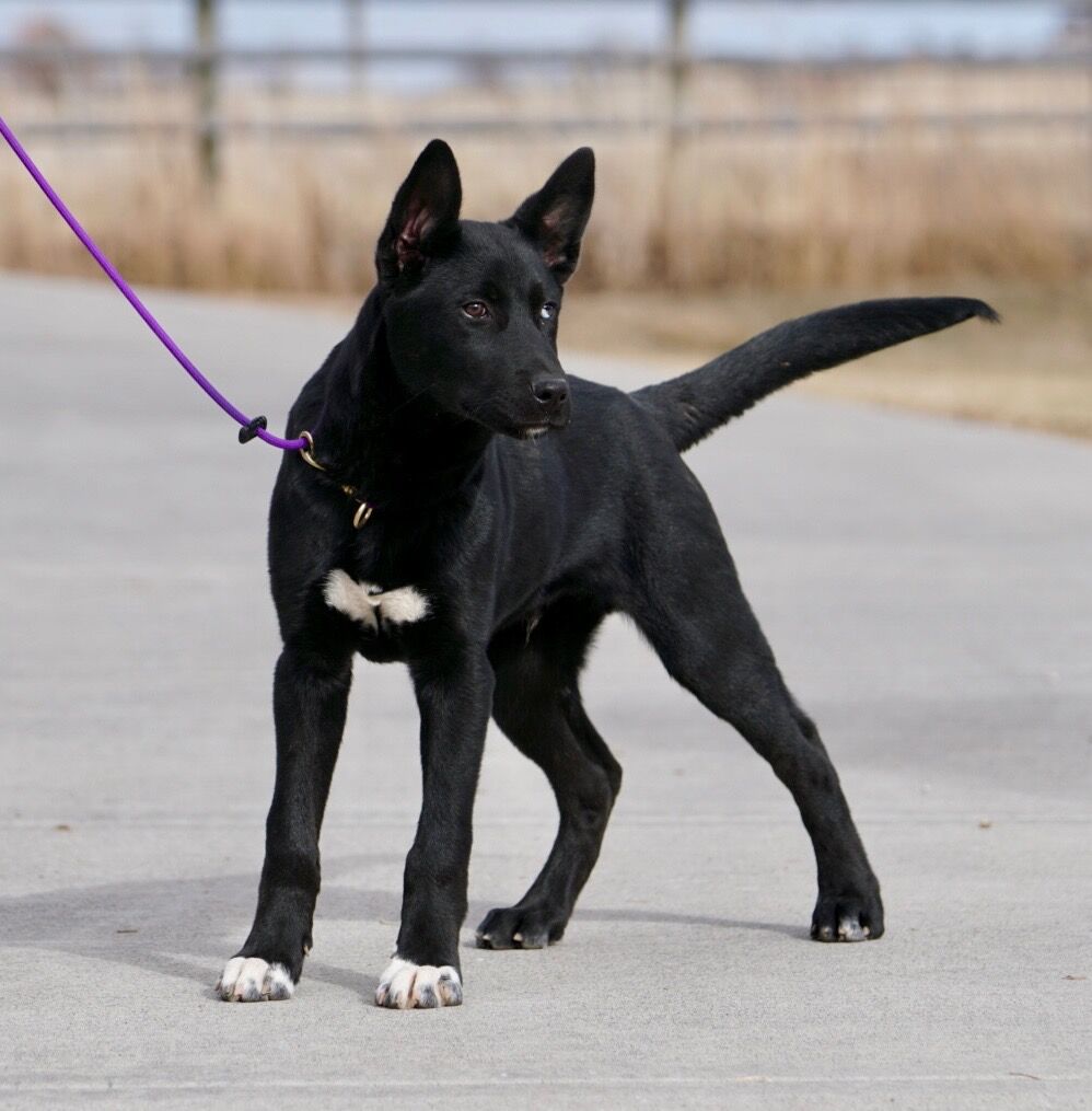 Lochlan - 3 month old GSD husky mix