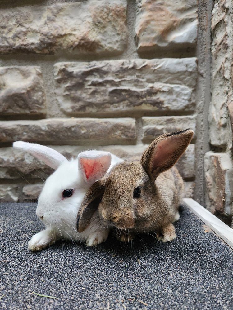 Baby Rex Mix Bunny Brothers
