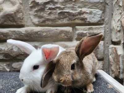 Baby Rex Mix Bunny Brothers