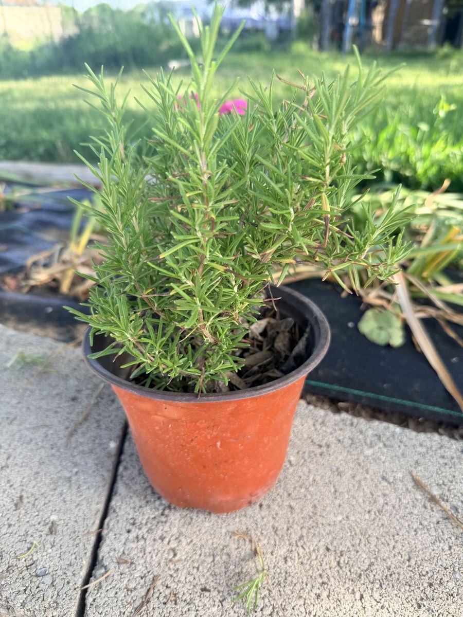 Rosemary