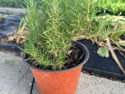 Rosemary