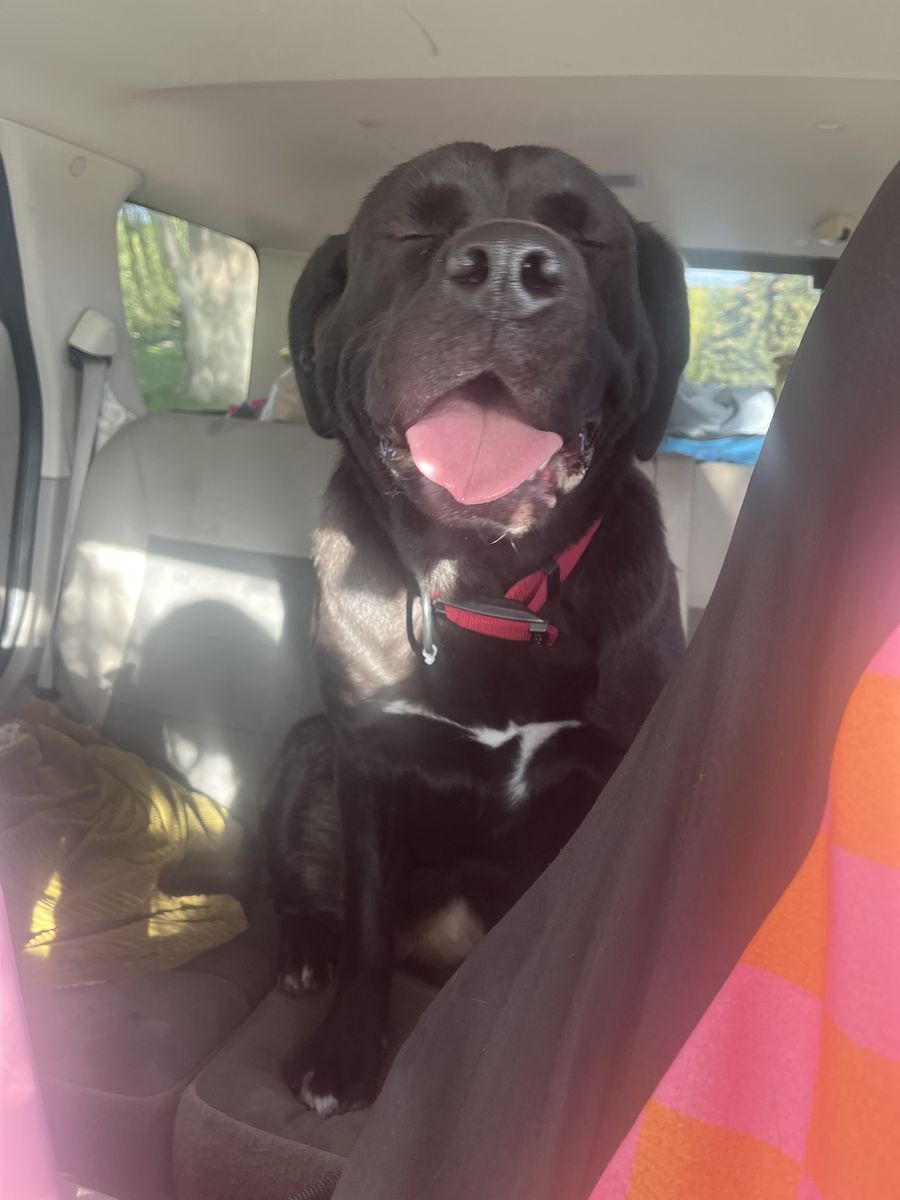 Sweet 1 year old 1/2 lab/St. Bernard