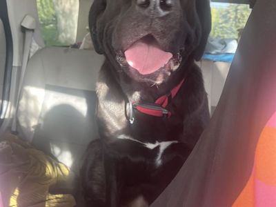 Sweet 1 year old 1/2 lab/St. Bernard