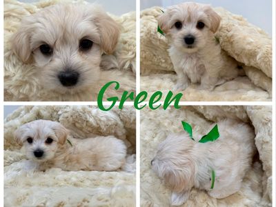 Maltipoo Puppies Maltese Poodle Toy Champion AKC