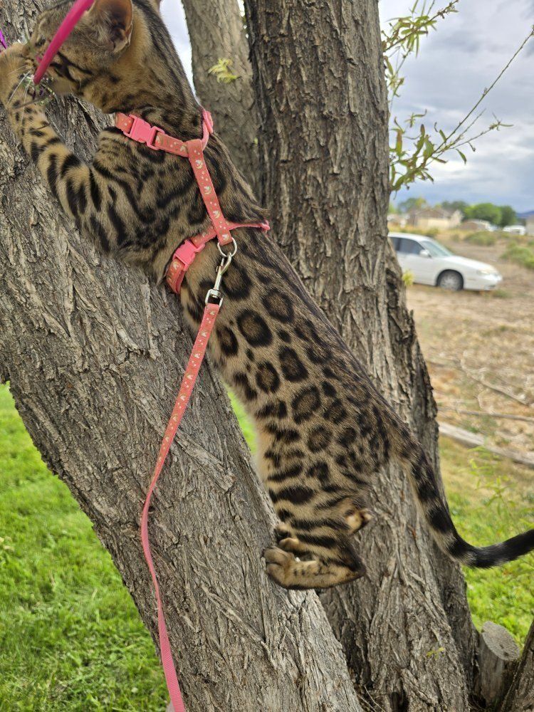 Unique Female TICA Registered Bengal Kitten