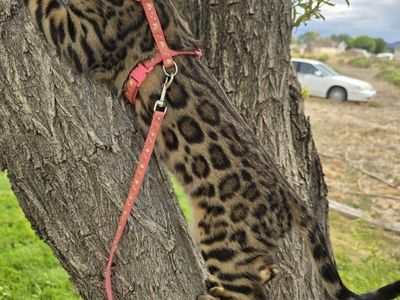 Unique Female TICA Registered Bengal Kitten