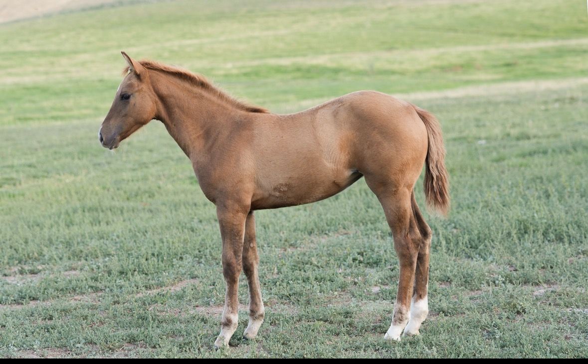 Metallic Cat x Automatic Whiz yearling filly