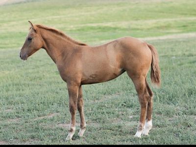 Metallic Cat x Automatic Whiz yearling filly