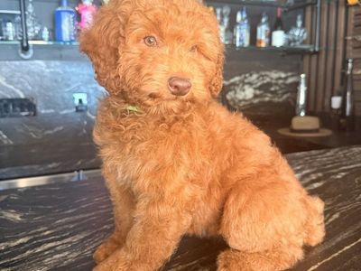 Deep Red Mini Goldendoodle Puppy Female