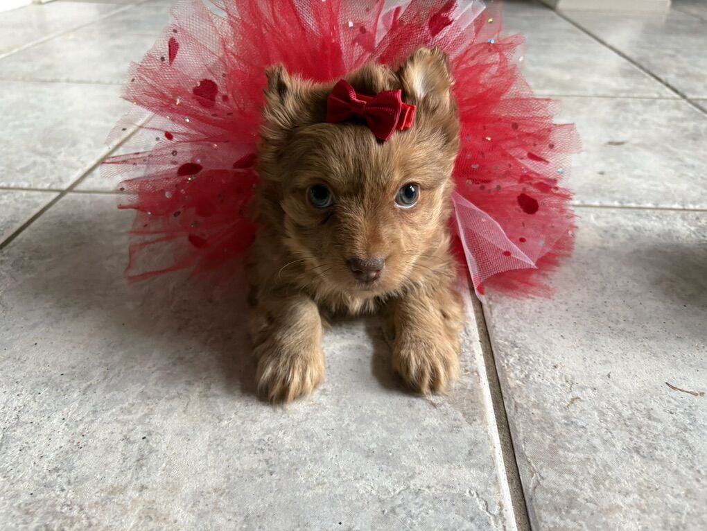 females Yorkie Puppies