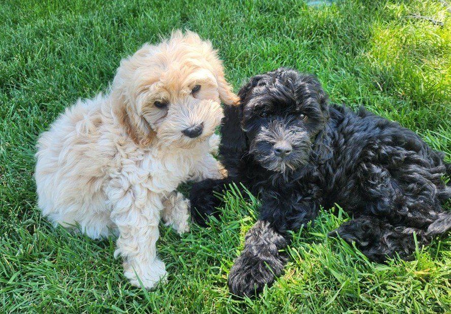 Mini Golden Doodle Puppies