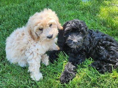Mini Golden Doodle Puppies