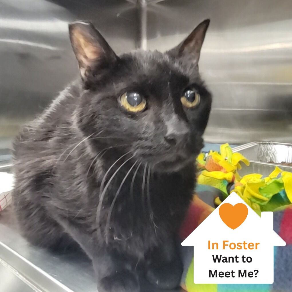 Hello my name is Pico De Gallo