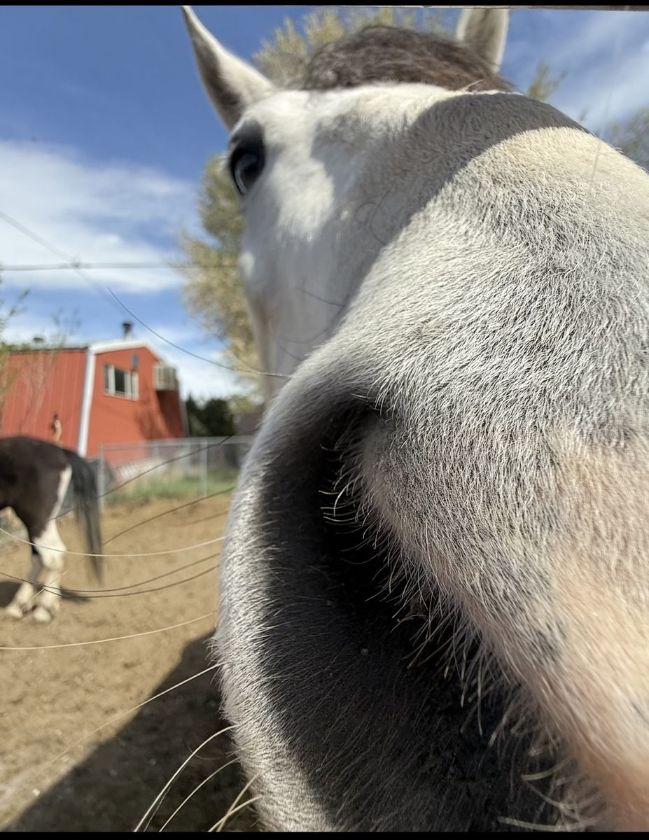 6 year old gelding