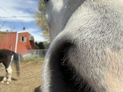 6 year old gelding