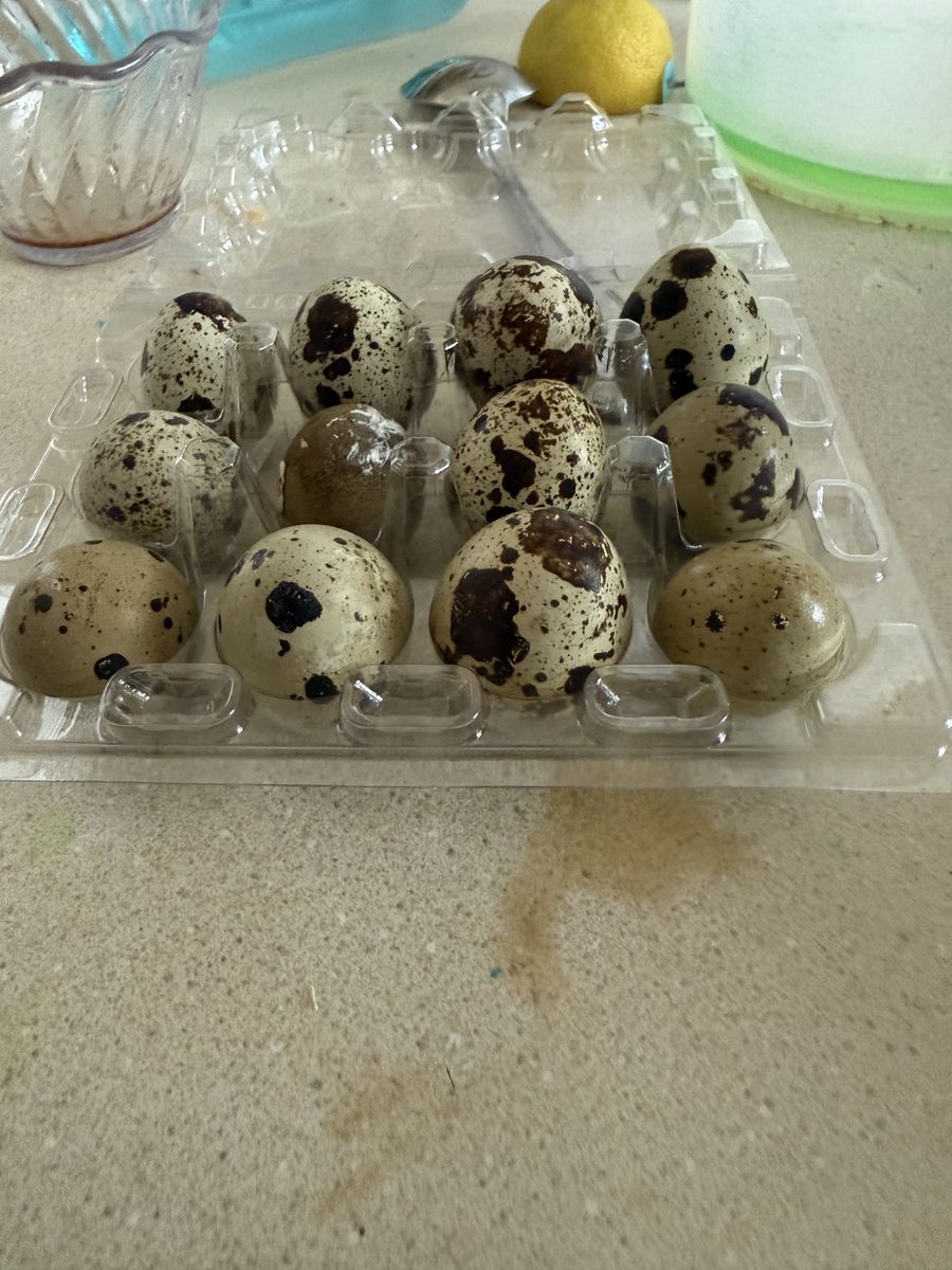 Quail Eggs