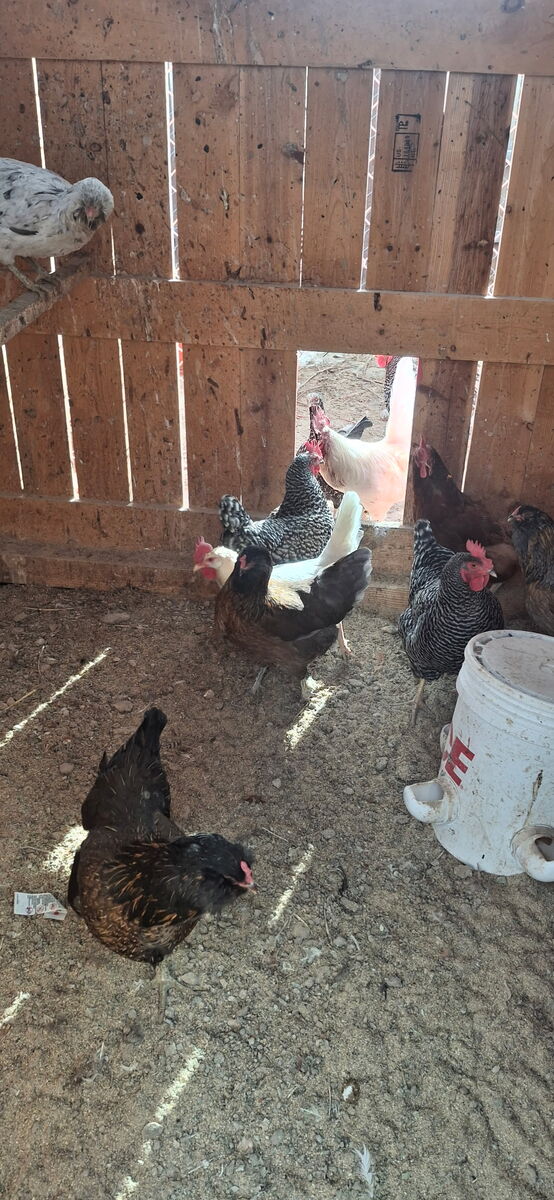 Laying Hens