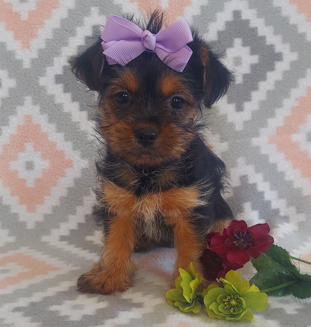 Beautiful Yorkie Puppies