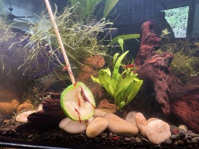 Red cherry shrimp