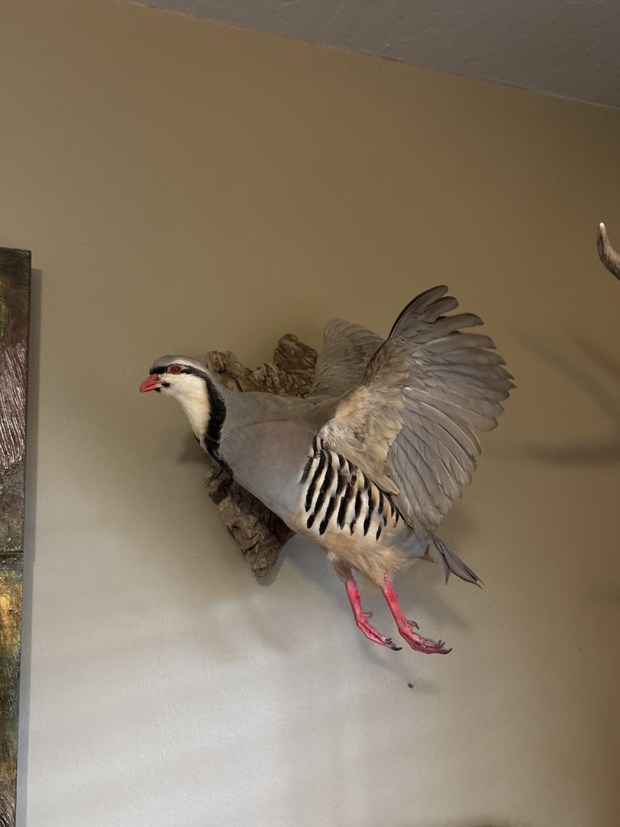 Chukar Partridge 