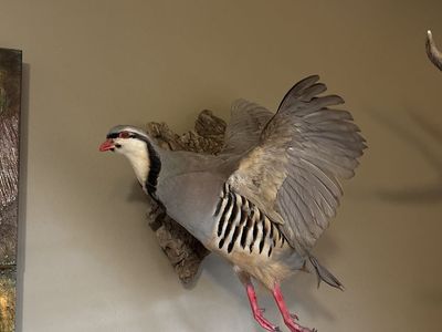 Chukar Partridge