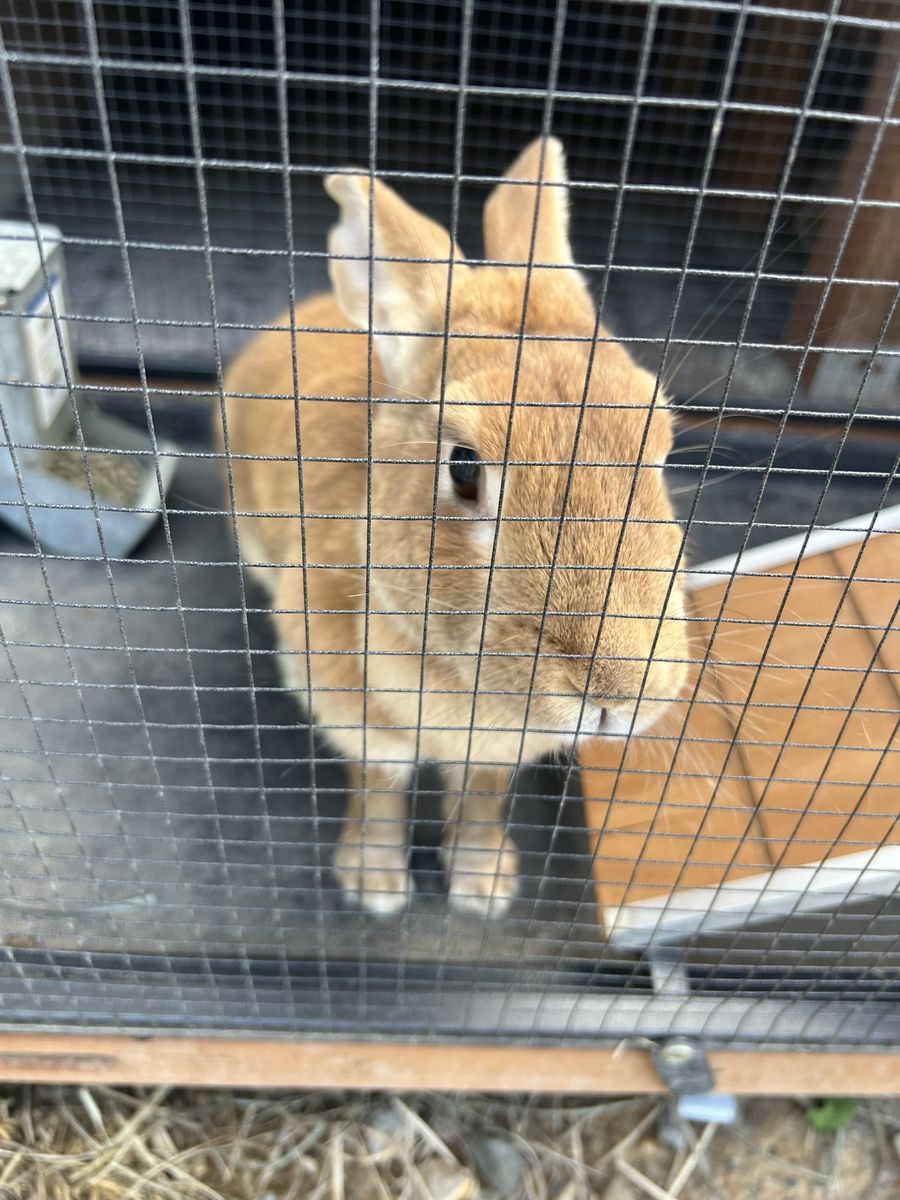 Cute Brown Rabbit