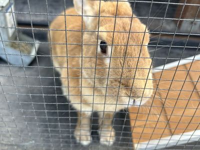 Cute Brown Rabbit