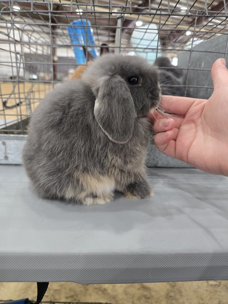 Holland Lop Buck