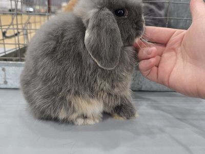 Holland Lop Buck