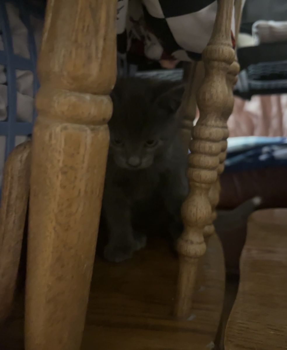 Hypoallergenic Russian Blue siberian Mix Kittens!!