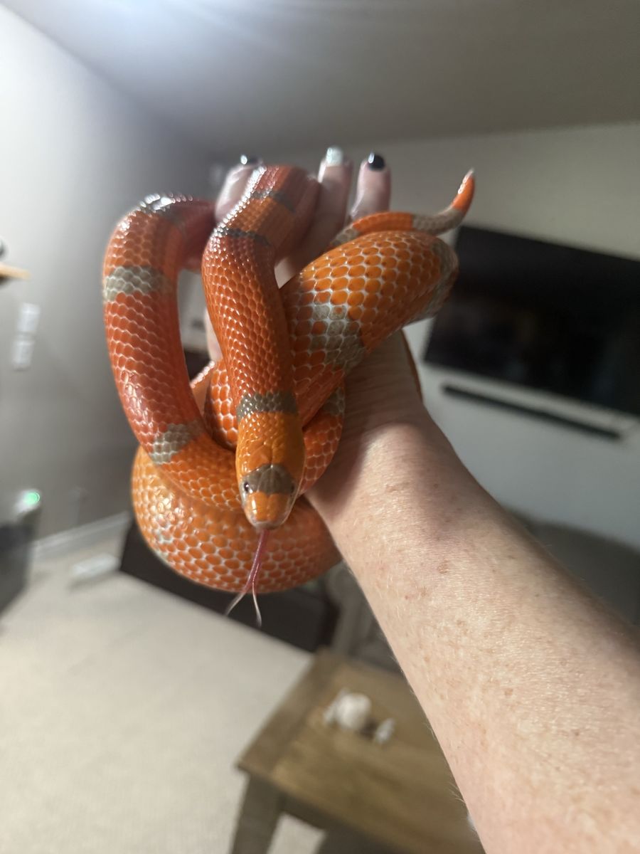 Healthy Extreme Hypo Tangerine Honduran Milk Snake with Complete Terrarium Enclosure