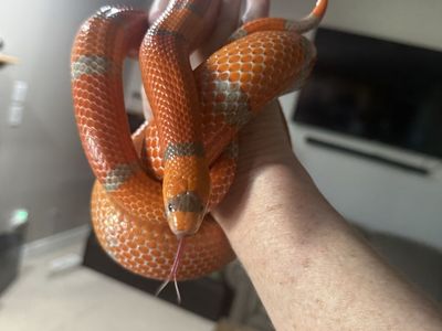 Healthy Extreme Hypo Tangerine Honduran Milk Snake with Complete Terrarium Enclosure