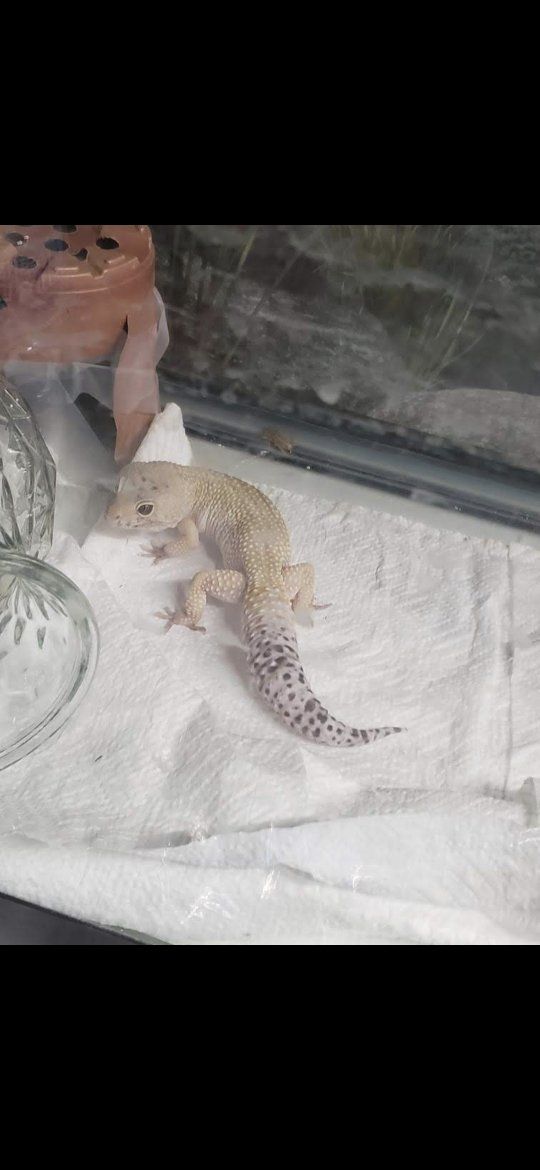 Leopard Gecko