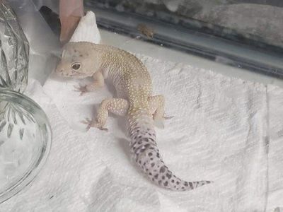 Leopard Gecko