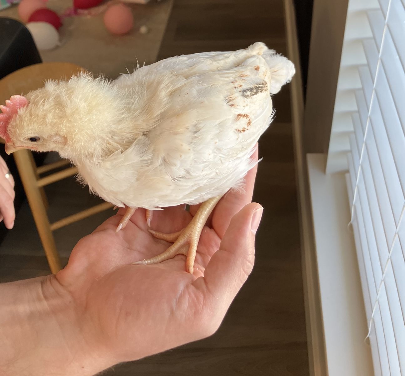 4 week old male Isa Brown Chick