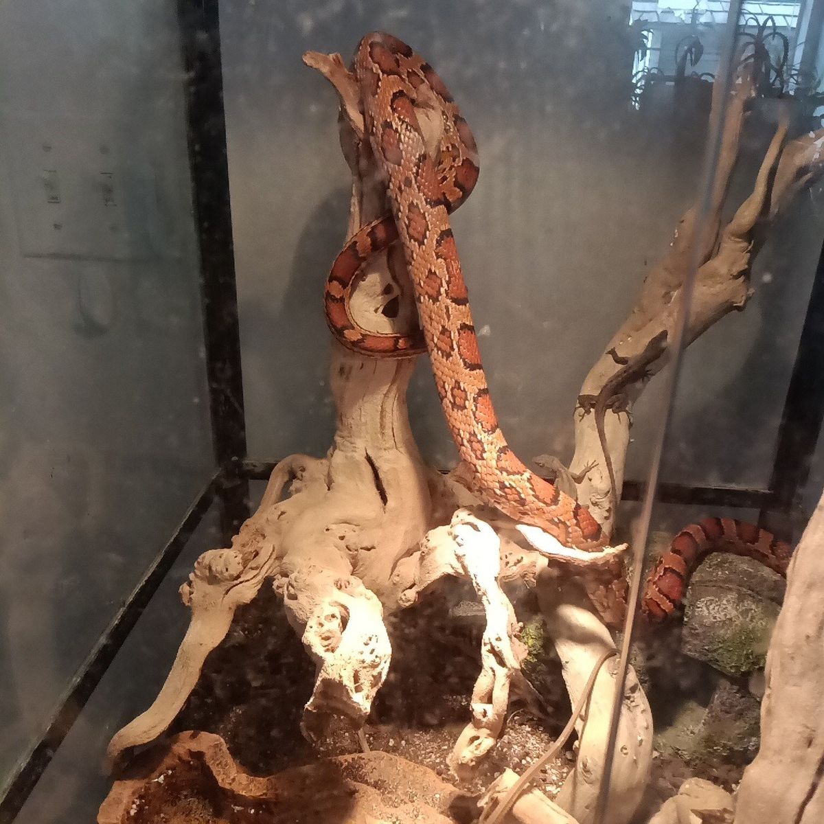 corn snake and tank 250 or best offer