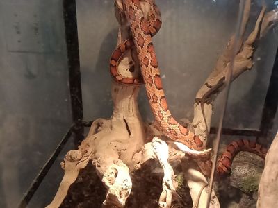 corn snake and tank 250 or best offer