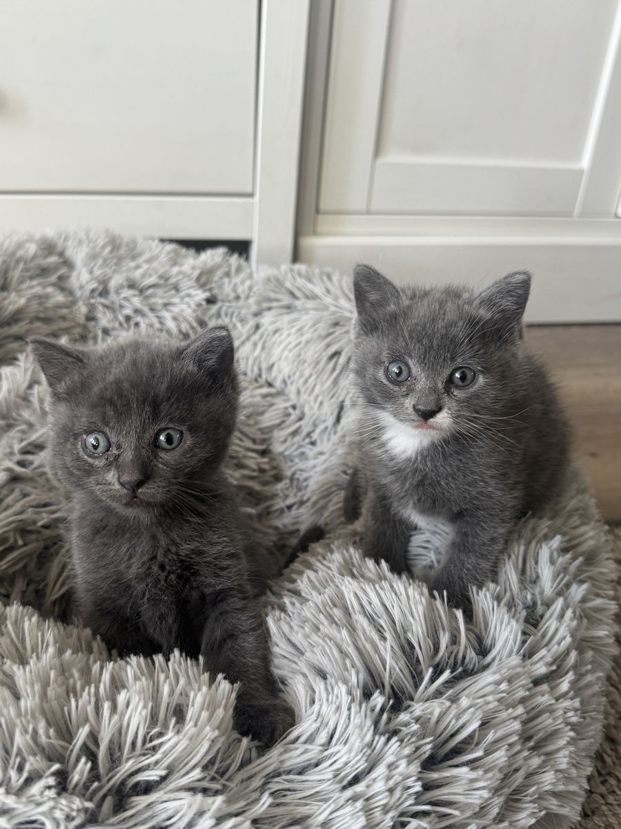 Adorable Kittens Ready to go!  Boy is Gray & Girl Grey/White