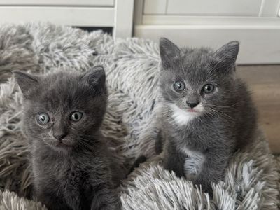 Adorable Kittens Ready to go! Boy is Gray & Girl Grey/White