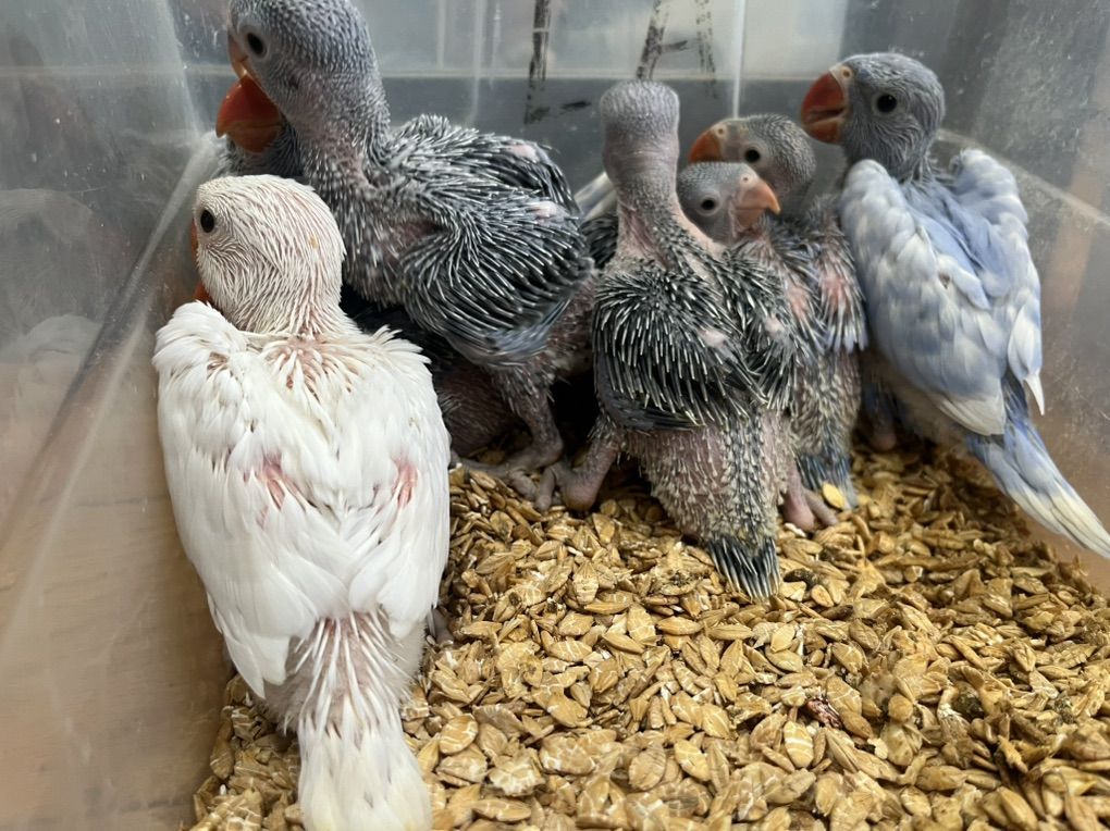 Indian Ring Neck Babys