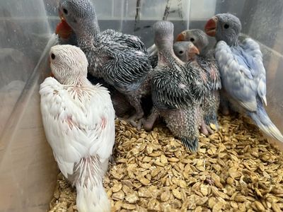 Indian Ring Neck Babys