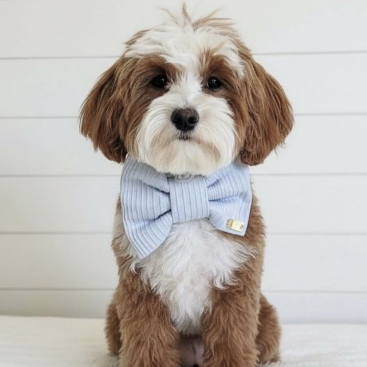 7lb 100% Clear Bb Goldendoodle Stud