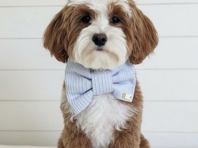 7lb 100% Clear Bb Goldendoodle Stud